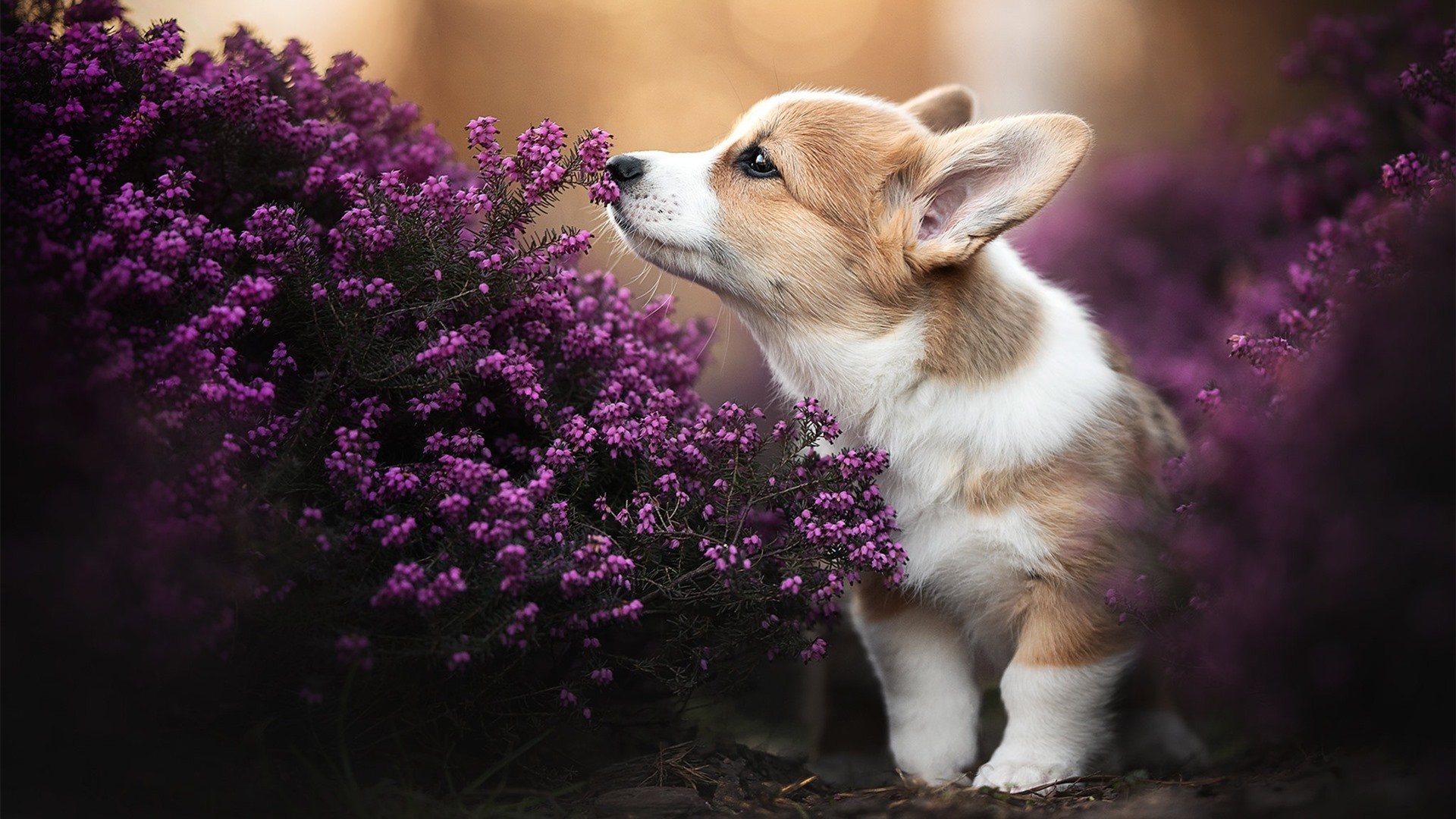 中国三人篮球女队不断突破技战术极限，中国篮球女子三人