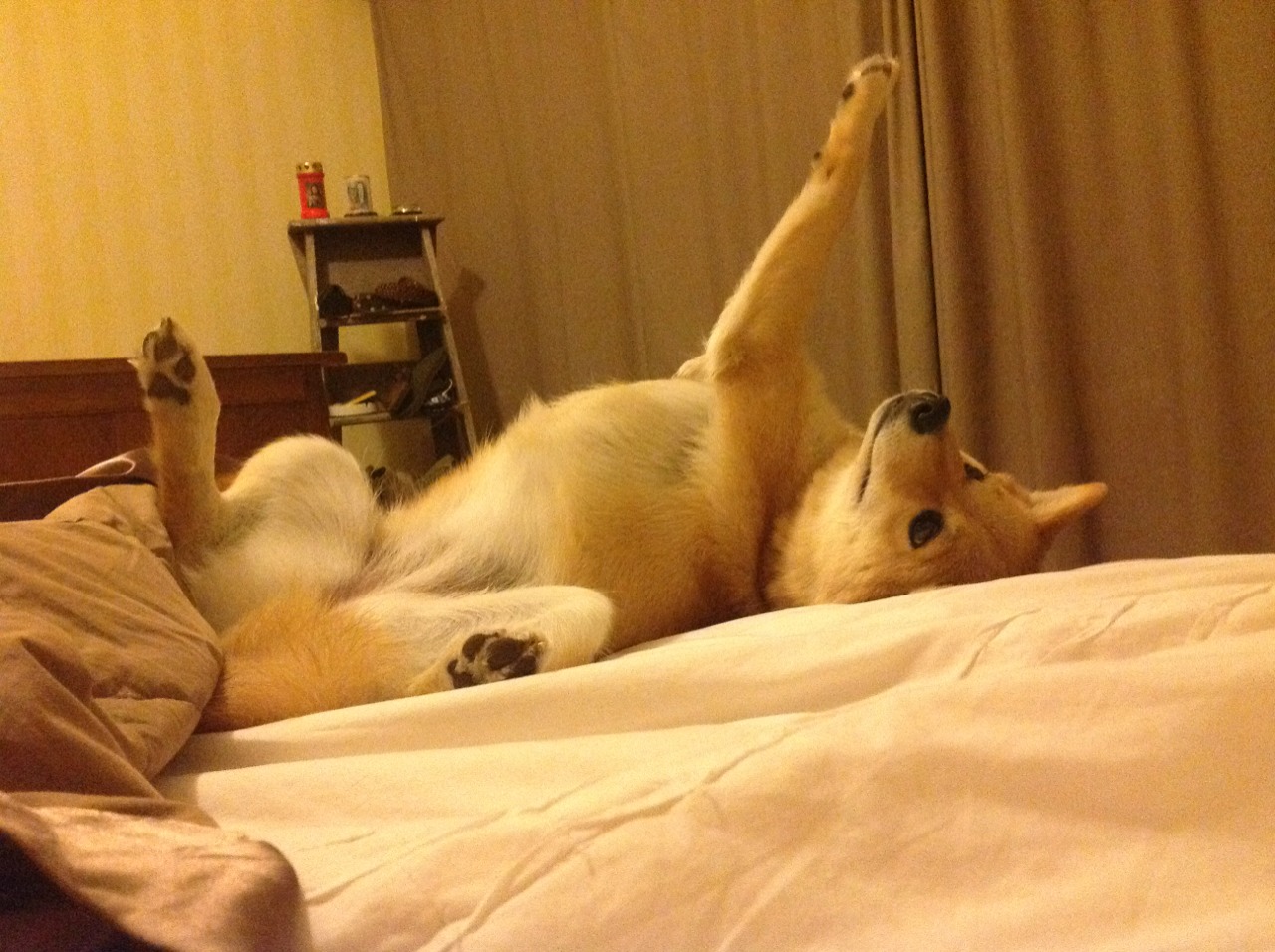 尼斯快速切换成功压制对手反击，尼斯在哪