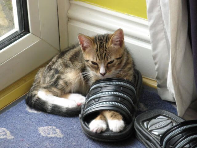 中国足球职业俱乐部青训体系标准化建设稳步推进，中国足球青训体系是什么