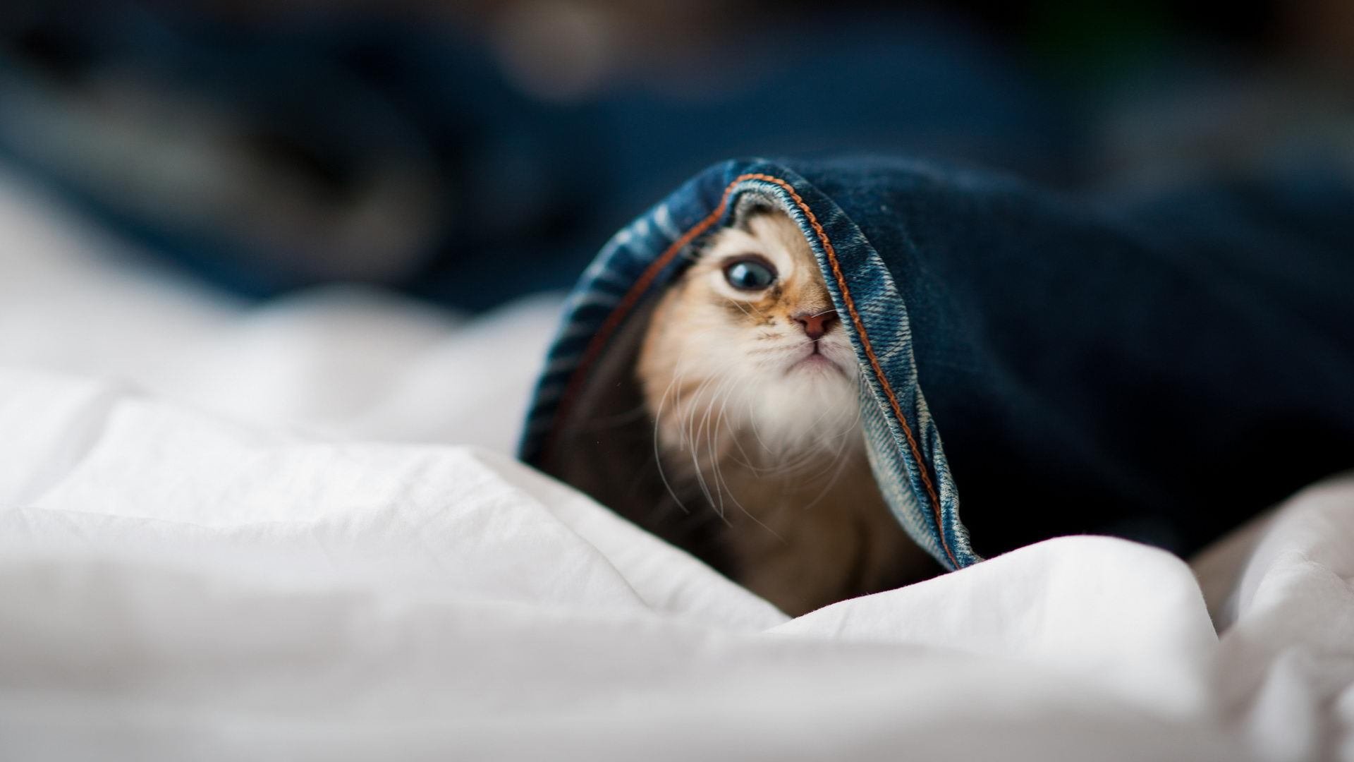 塞内加尔男篮在非洲锦标赛中持续奋战，追逐冠军目标，塞内加尔在非洲算什么水平