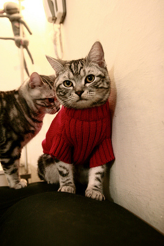 墨西哥男泳选手技术稳健，表现持续提升，来自墨西哥的游泳馆